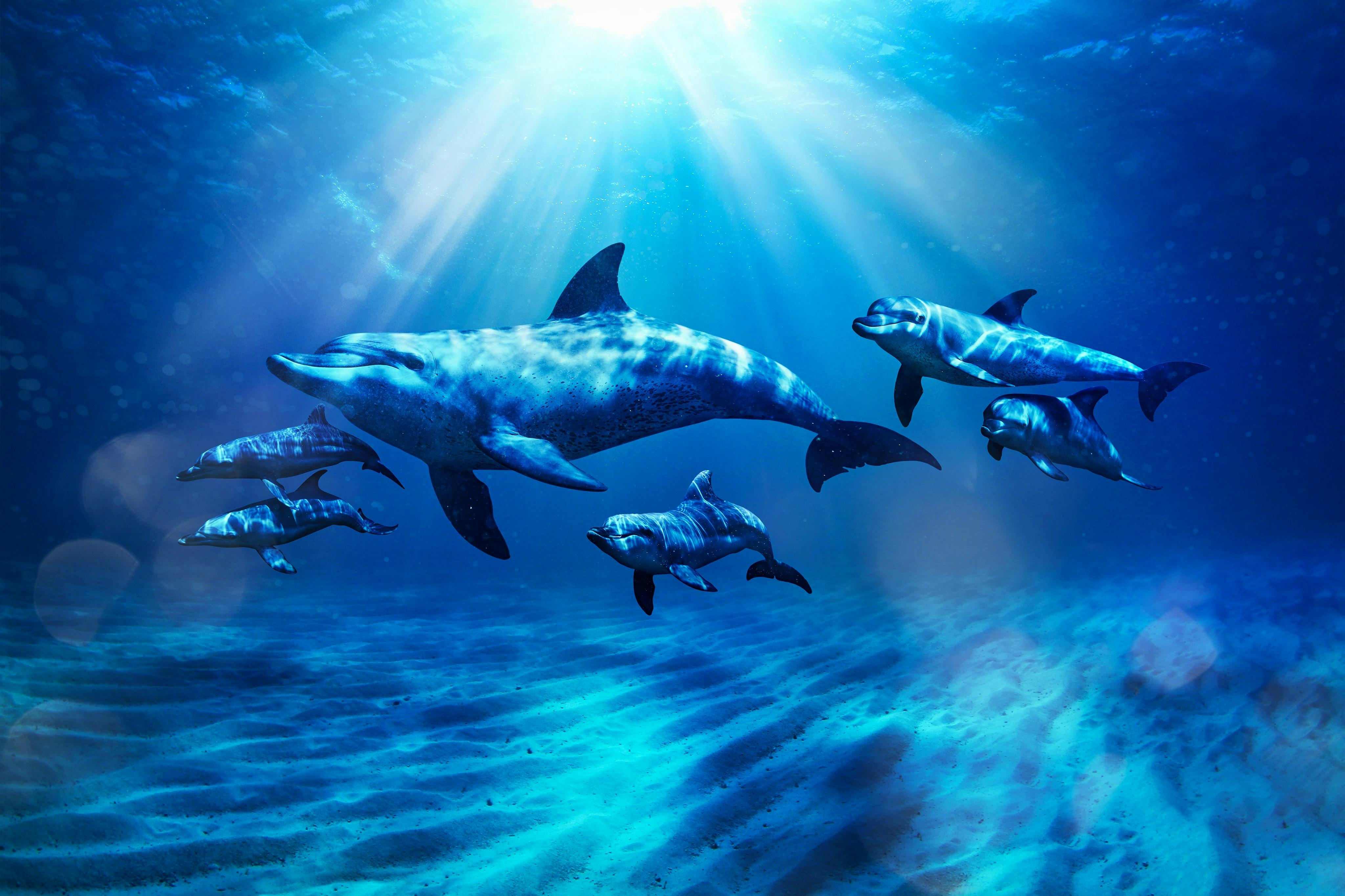 Aquaventure World Dolphin & Sea Lion Experiences: Waterpark Day Pass + Swim with Dolphins - Photo 1 of 4